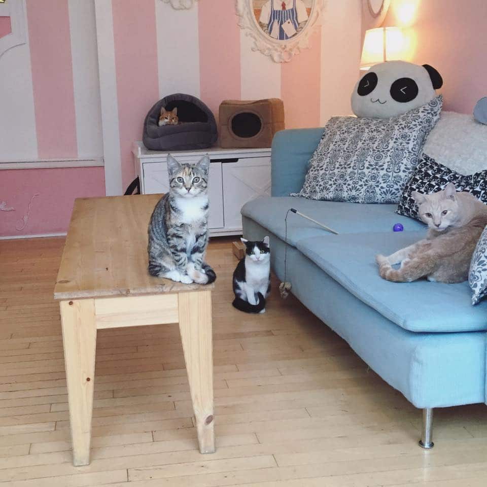 Café with a Cause Philadelphia's Kawaii Kitty Cafe — The Town Dish